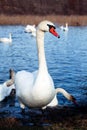 Beautiful white swan family lake romance seasonal postcard selective blue water gently day valentine nature love winter ice Royalty Free Stock Photo