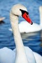 Beautiful white swan family lake romance seasonal postcard selective blue water gently day valentine nature love winter ice Royalty Free Stock Photo