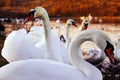 Beautiful white swan family lake romance seasonal postcard selective blue water gently day valentine nature love winter ice Royalty Free Stock Photo