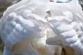 Beautiful white swan feathers, close-up Royalty Free Stock Photo
