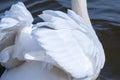 Beautiful white swan feathers, close-up Royalty Free Stock Photo