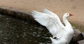 A beautiful white swan flapping her wings, wings out. swimming in a pond at a local park