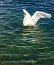 Beautiful white swan flapping its wings in the lake background