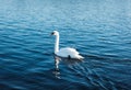 beautiful white swan floating on the blue water , the lake,the sea,the ocean with reflections Royalty Free Stock Photo