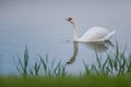 Beautiful white swan floating in the lake