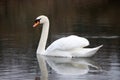 Beautiful white swan floating on the lake.