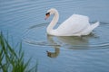 Beautiful white swan floating in the lake nature