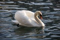 Beautiful white swan floating in the lake water at sunset Royalty Free Stock Photo