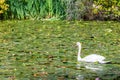 Beautiful white swan Royalty Free Stock Photo