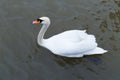 Beautiful white swan floating on the smooth surface of the water Royalty Free Stock Photo