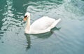 Beautiful white swan floating in turquoise lake along the rocky shore. Natural background for your design