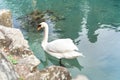 Beautiful white swan floating in turquoise lake along the rocky shore. Natural background for your design