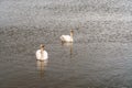 A beautiful white swan is floating on the water. A swan is swimming in the lake. There are large birds on the surface of the water Royalty Free Stock Photo