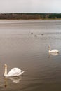 A beautiful white swan is floating on the water. A swan is swimming in the lake. There are large birds on the surface of the water Royalty Free Stock Photo