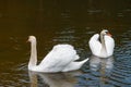 A beautiful white swan is floating on the water. A swan is swimming in the lake. There are large birds on the surface of the water Royalty Free Stock Photo