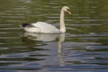 Beautiful white swan floats in pond Royalty Free Stock Photo