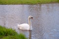 A beautiful white swan. Gracefully longnecked, heavy body and big footed, swimming majestically.