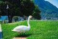 Beautiful white swan grazing on the shore of Lake Lugano. Royalty Free Stock Photo