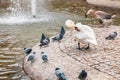 White swan grooming itself while group of pigeons and a swan goose standing around it at Kugulu Park in Ankara Royalty Free Stock Photo