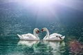 Beautiful white swan in heart shape on lake in flare light