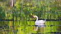 Beautiful white Swan in the lake Royalty Free Stock Photo