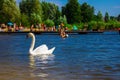 A beautiful white swan in a lake on the beach. Background Royalty Free Stock Photo