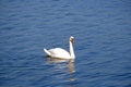 Beautiful white swan on the lake with blue water Royalty Free Stock Photo