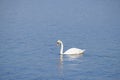 Beautiful white swan on the lake Royalty Free Stock Photo