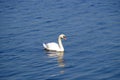 Beautiful white swan on the lake Royalty Free Stock Photo