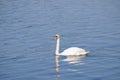 Beautiful white swan on the lake Royalty Free Stock Photo