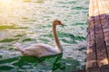 Beautiful white swan in the lake, romance, seasonal postcard, selective focus. Large white mute swan on the lake in summer