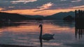 Beautiful white swan on the lake during scenic sunset with rocky mountains in the background Royalty Free Stock Photo