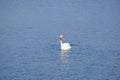 Beautiful white swan on the lake. Space for text Royalty Free Stock Photo