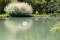 Beautiful white swan on a lake in the spring Royalty Free Stock Photo
