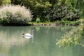 Beautiful white swan on a lake in the spring Royalty Free Stock Photo