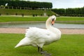 Beautiful white swan on a lawn. Royalty Free Stock Photo
