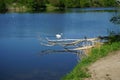 Beautiful white swan, mallard ducks, grey heron and gulls at Wuhlesee lake in May. Berlin, Germany Royalty Free Stock Photo