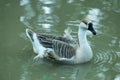 Beautiful white swan moving alone on the pond