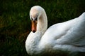 White swan looking into the camera Royalty Free Stock Photo