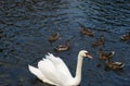 Beautiful white swan whit his babys