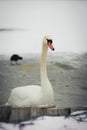 Beautiful white swan portrait on the icy lake in the winter Royalty Free Stock Photo