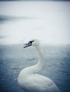 Beautiful white swan portrait on the icy lake in the winter Royalty Free Stock Photo