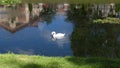 A beautiful white swan on a quiet pond, houses are reflected in the water. Royalty Free Stock Photo