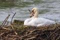 Beautiful white swan resting in its nest on the edge of a riverbank