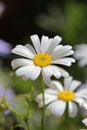 Beautiful White Swan River Daisy Royalty Free Stock Photo