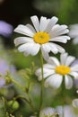 Beautiful White Swan River Daisy Royalty Free Stock Photo