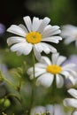 Beautiful White Swan River Daisy Royalty Free Stock Photo