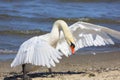 A beautiful white swan on a sandy beach in Sopot, Poland Royalty Free Stock Photo