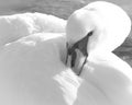 The beautiful white swan Royalty Free Stock Photo