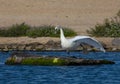 Beautiful white swan on a small rocky island